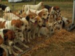 foxhound puppies