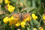 glanville fritillary butterfly on yellow flower