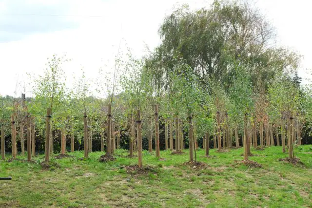 New trees at Carisbrooke Copse