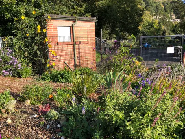 Some of the planting on St Boniface Road by the community allotments