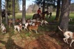 Hunt rider and hounds