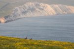 Isle of Wight cliff with rabbits in the rapeseed