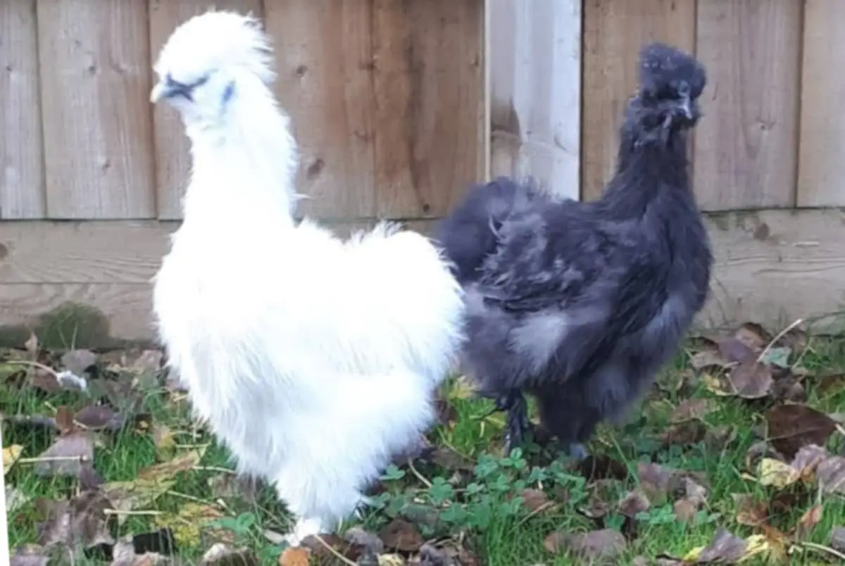 The two Silkies at the RSPCA