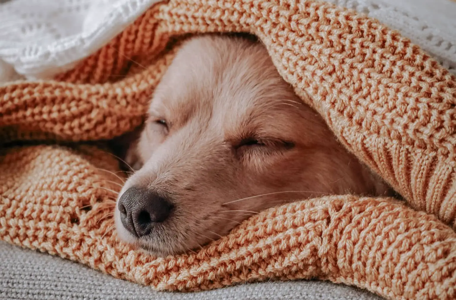 dog asleep in pile of blankets