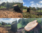 Four images of the tree stump in donkey field
