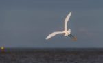 egret flying over the Isle of Wight