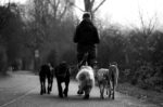 man walking several dogs on leads