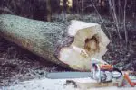 tree cut down with chainsaw