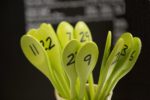 wooden spoons with numbers on