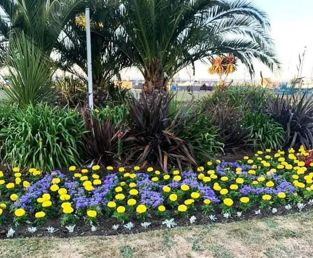 Ryde's bed of flowers tribute to NHS
