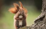 red squirrel in the wind