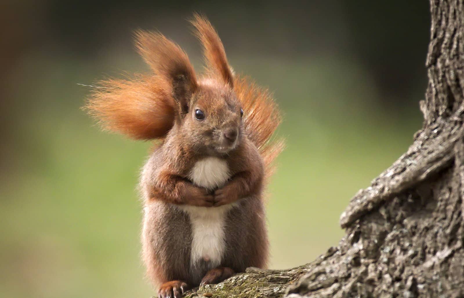 red squirrel in the wind