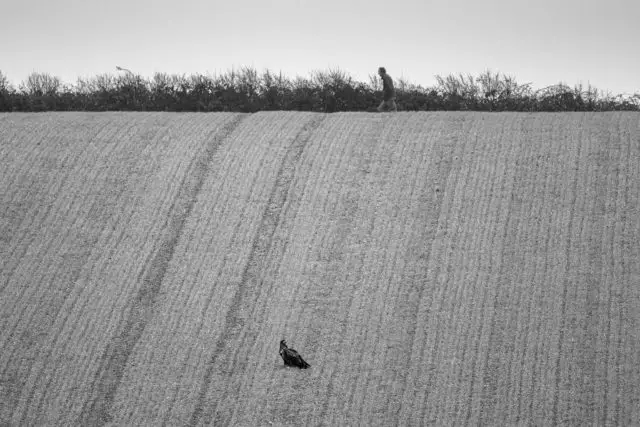 Bird in grain field Ainsley Bennett
