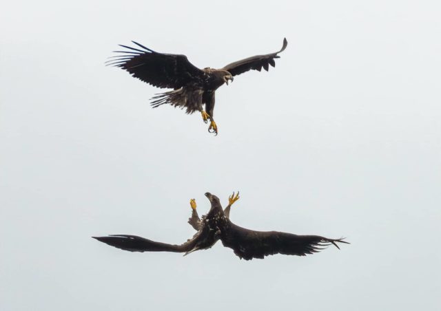 Two Eagles playing in the air - Oct2020