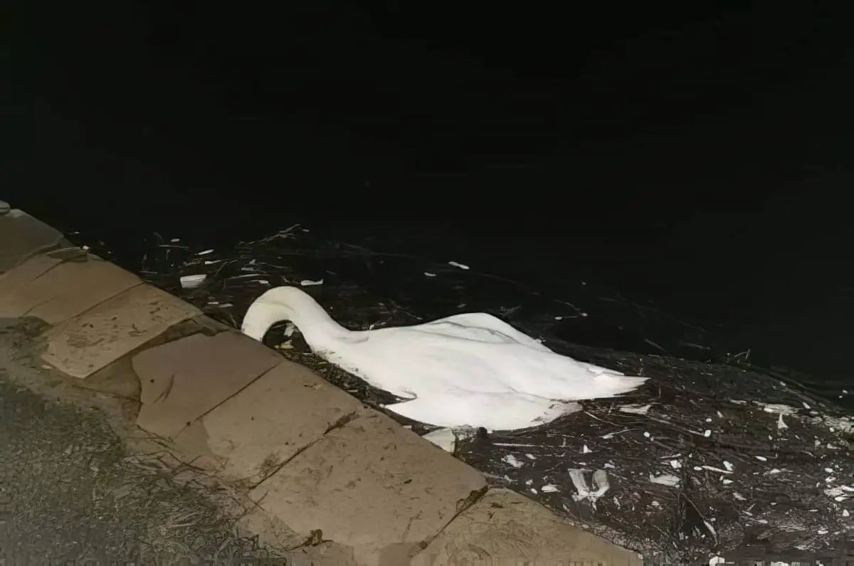 deceased swan at Ryde Canoe Lake by Troy Button