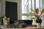 cat on desk of someone working from home by Arsalan Noorafkan