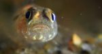fish from theo vickers marine wildlife short film