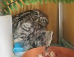 owl at iow wild bird rehab centre