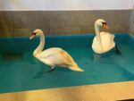 two swans in the bath