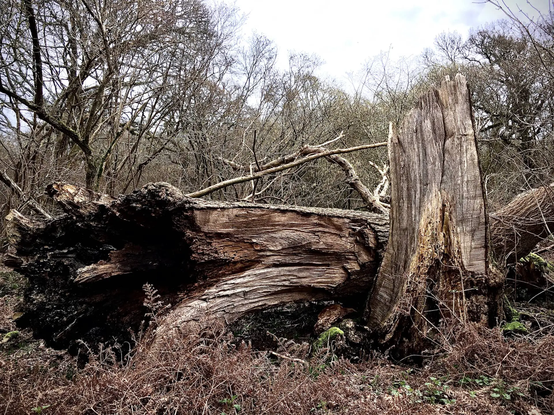Demise of a mature Ash tree by Jon Jewett