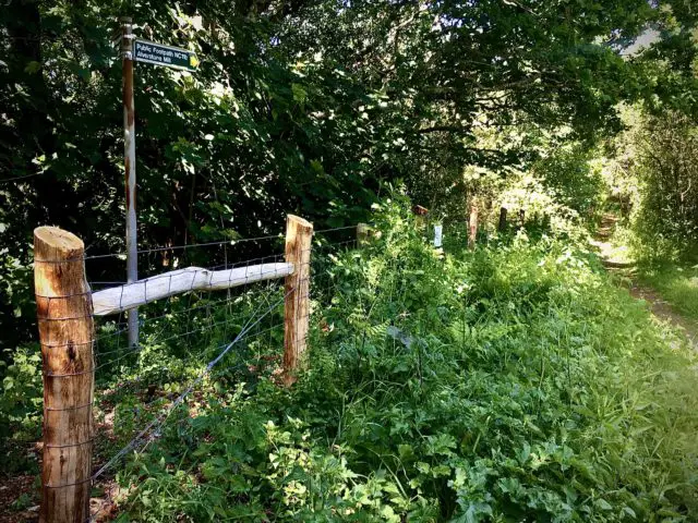 Fence Maintenance and 1 year regrowth by John Jewett