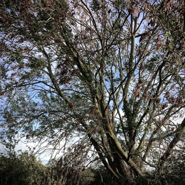 Healthy Ash tree shedding limbs in high wind by Jon Jewett