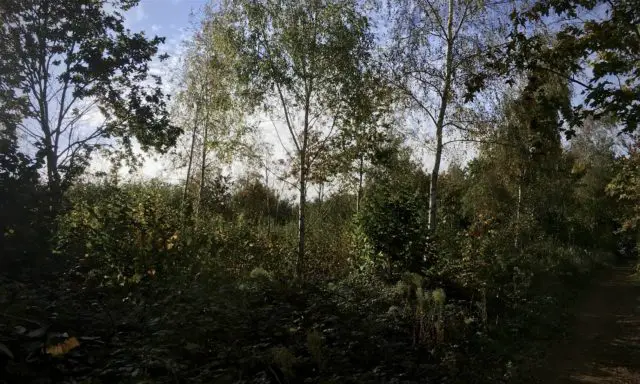 Martin's Wood - One year regrowth on coppiced hazel coupe by John Jewett