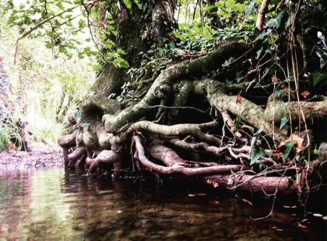 Old Ash root system anchoring a stream bank together by Jon Jewett