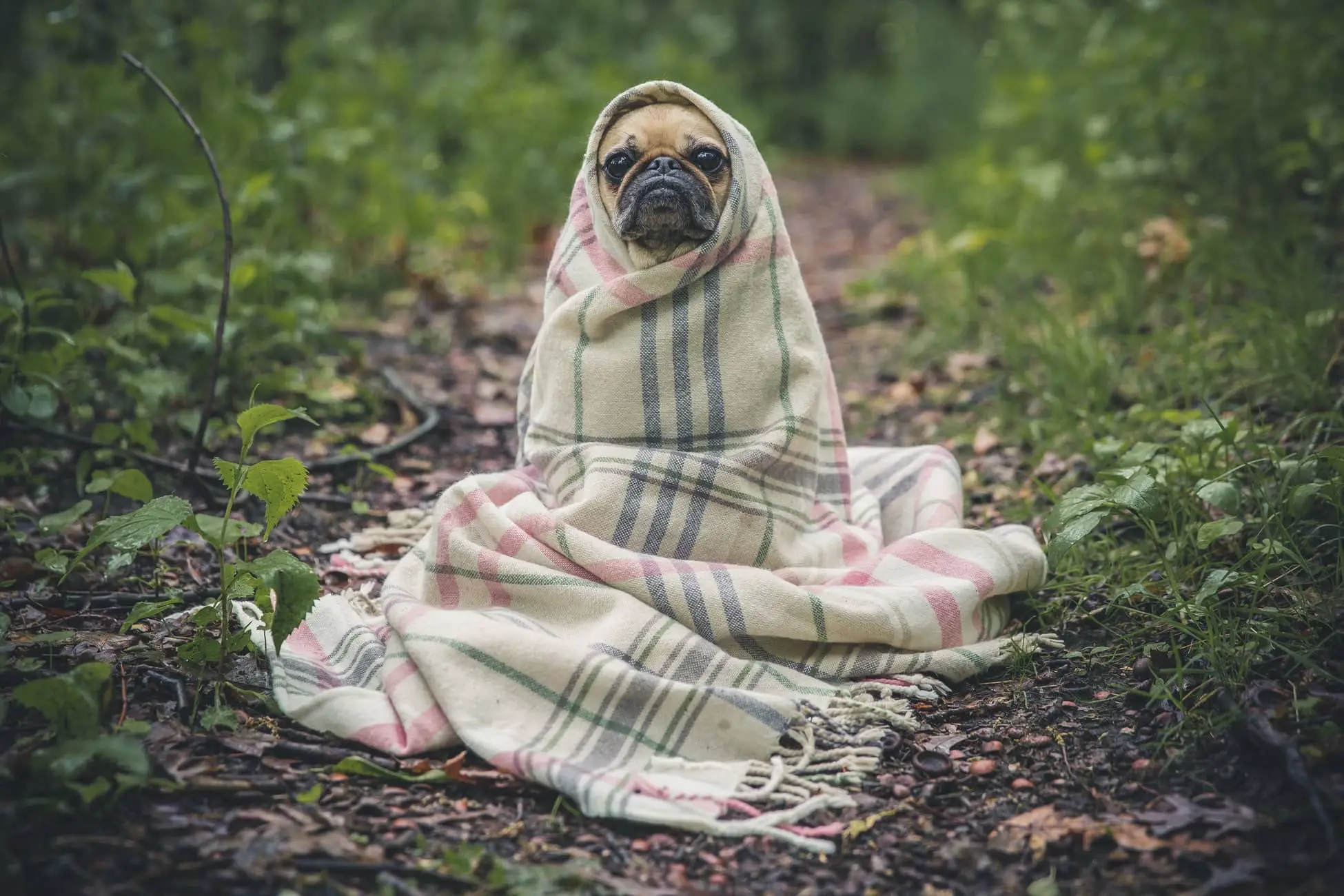 Pug wrapped in a blanket by Matthew Henry