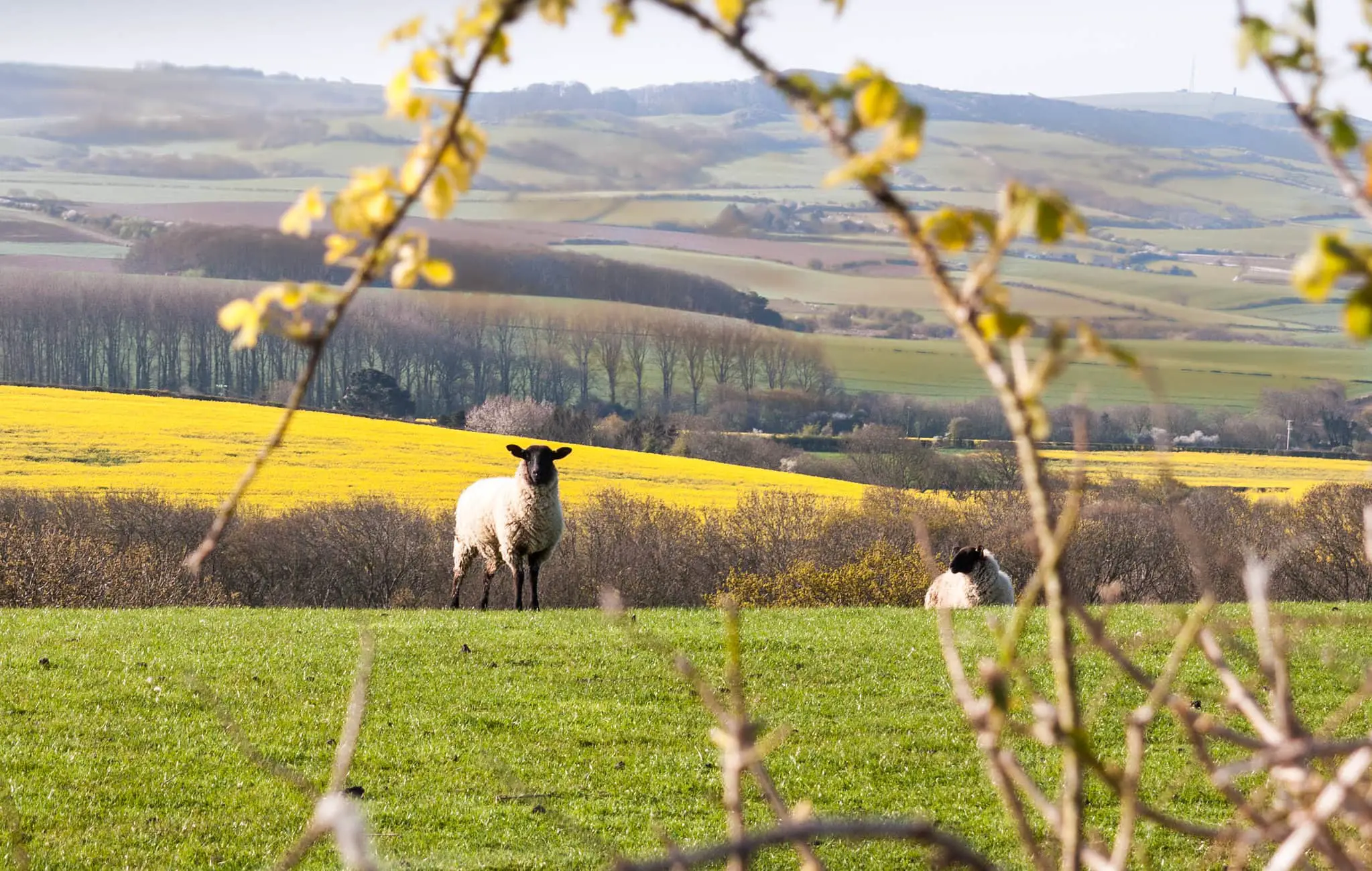 Sheep on the Isle of Wight