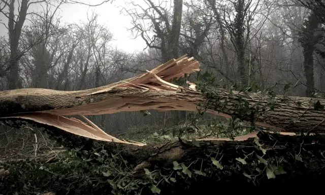 Unpredictable felled Ash tree by Jon Jewett