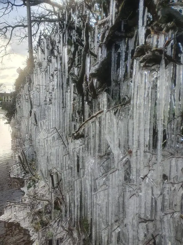 Icicles on hedgerows by Rob Hunter