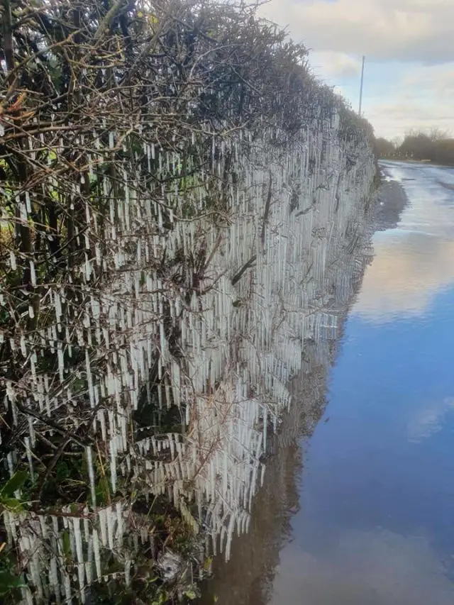 Icicles on hedgerows by Rob Hunter