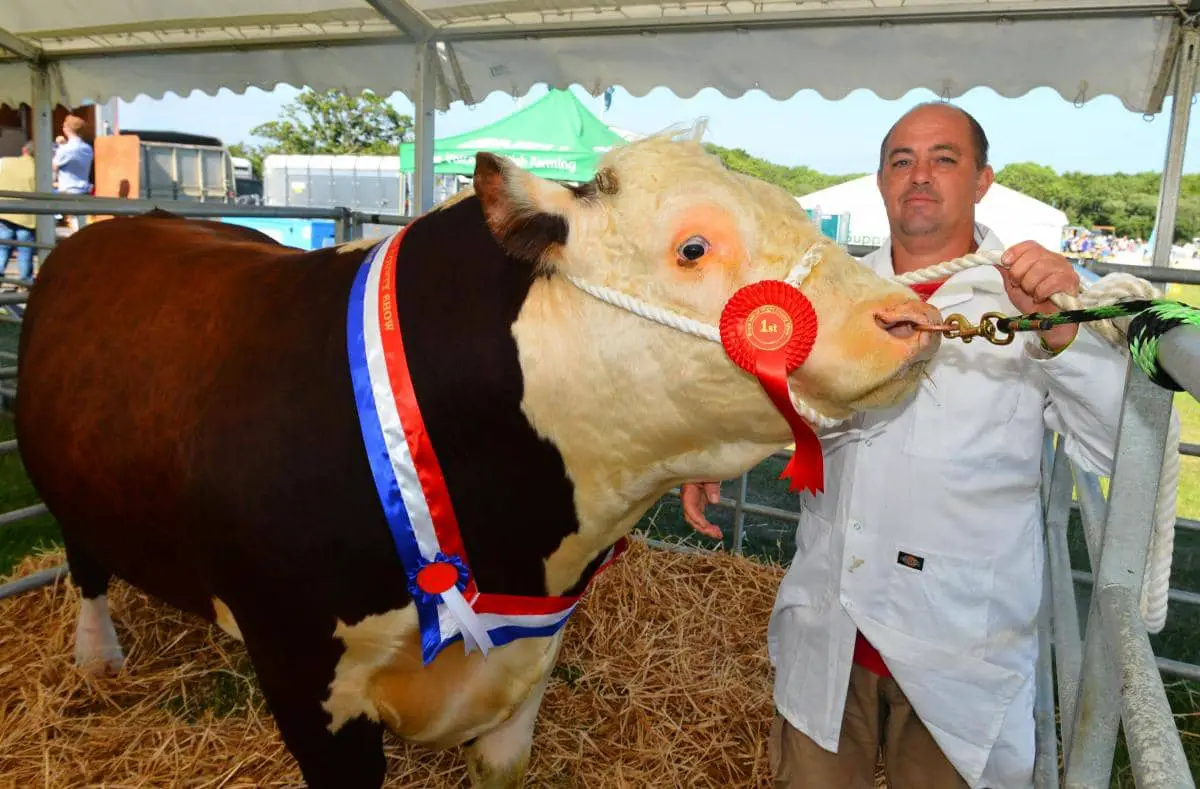 County Show prize bull