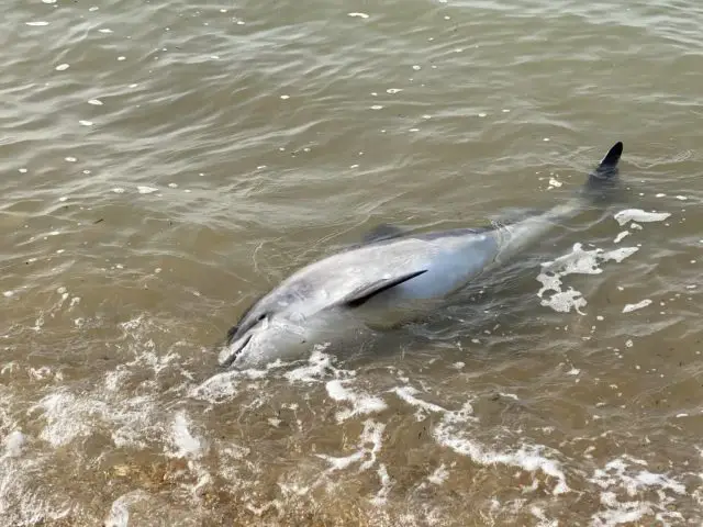 Dead Porpoise washed up in Gurnard