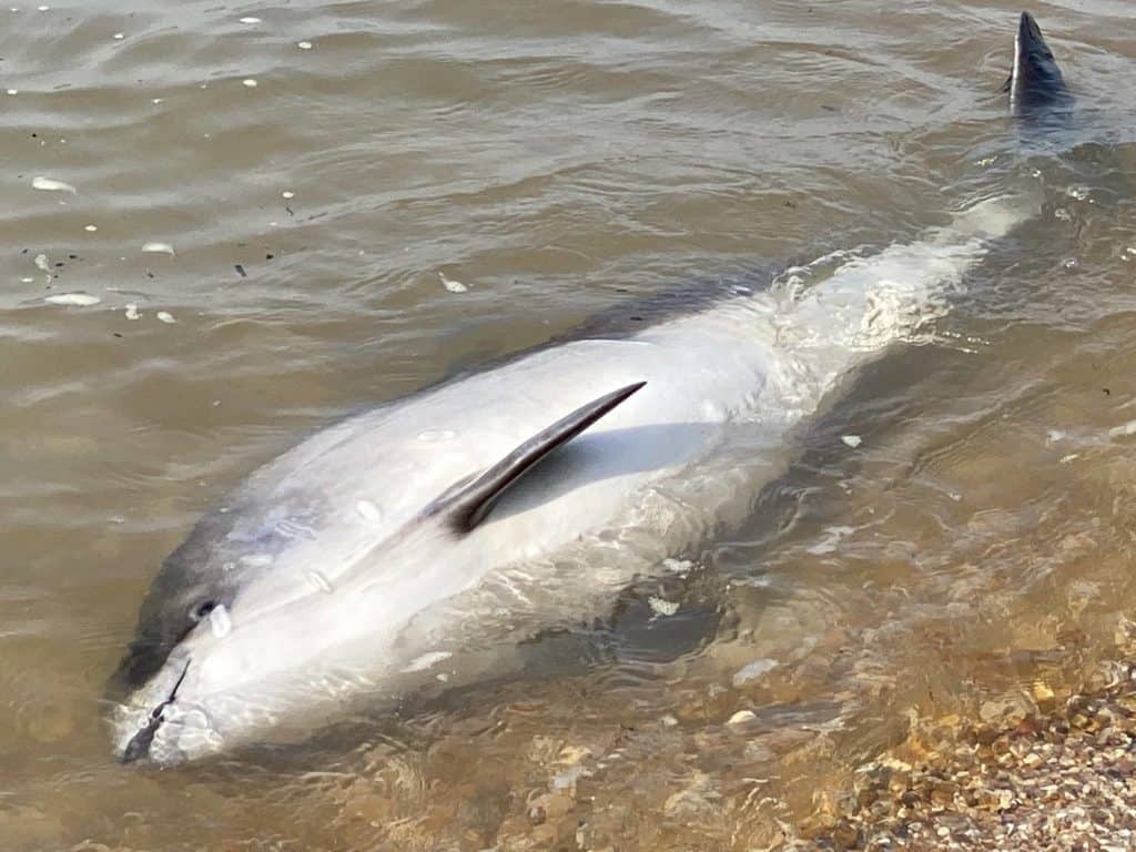 Dead porpoise washed up on Isle of Wight beach: Here's what to do if ...