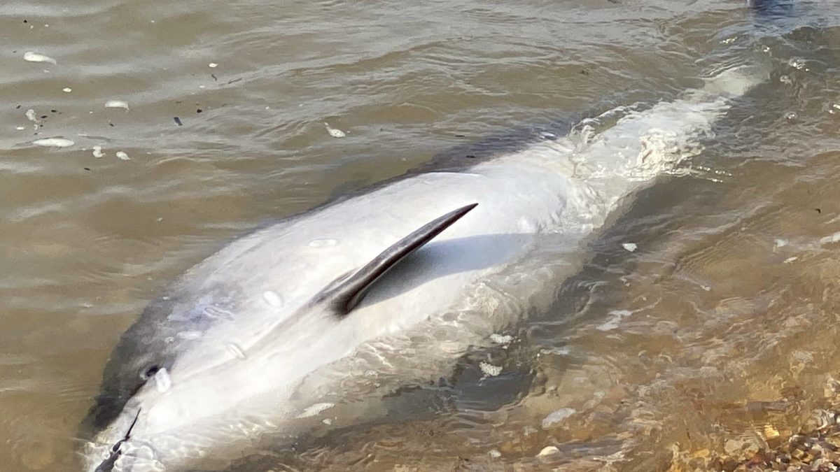 Researchers: Dolphins found dead were stranded during Sally