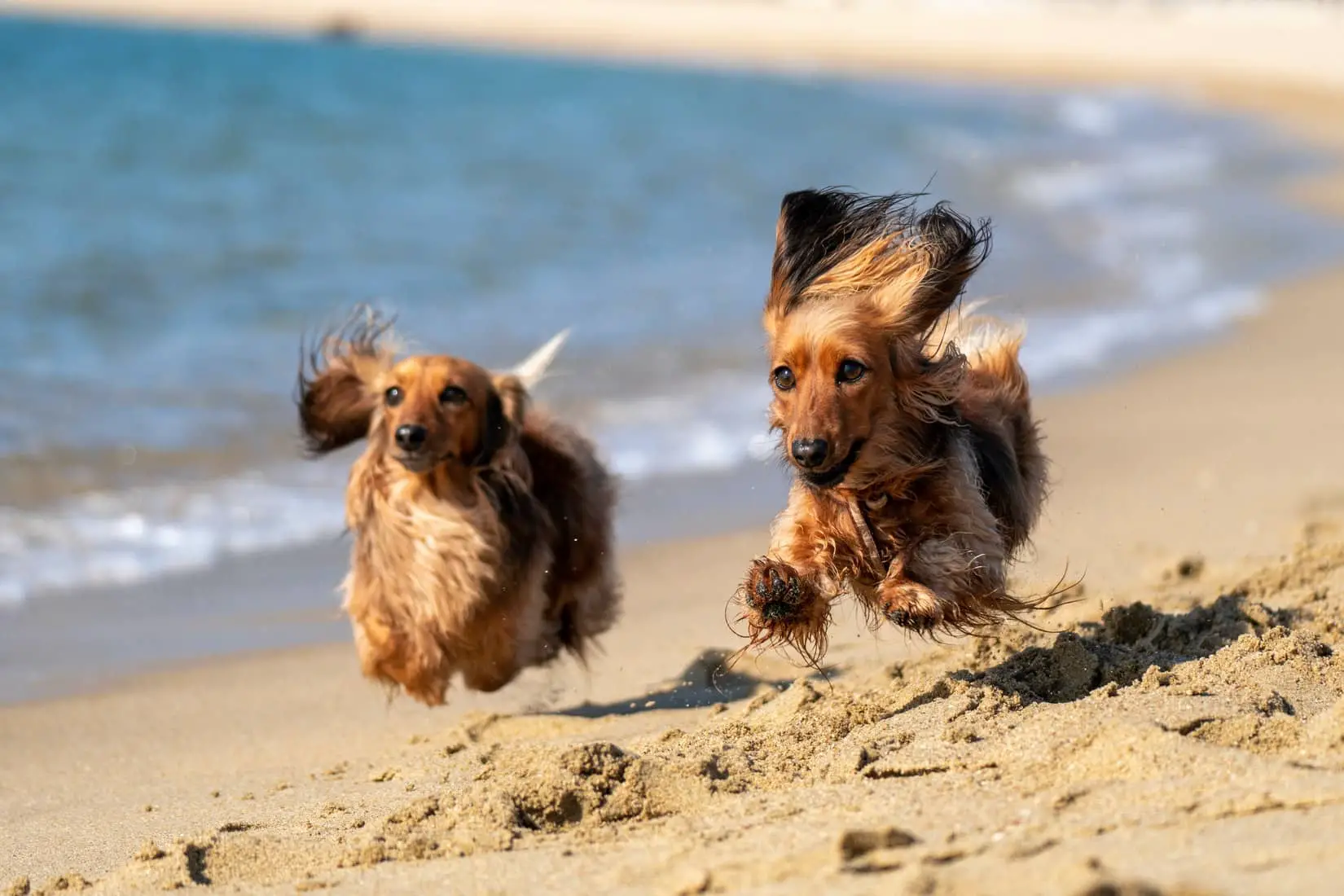 Two dogs running on a sandy beach