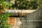 robin red breast on a headstone in a cemetery