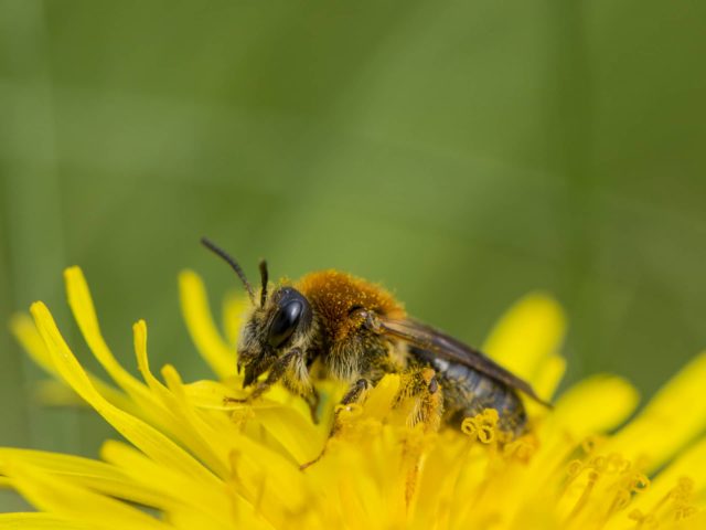 Bee on Dandelion on by Chris Lawrence