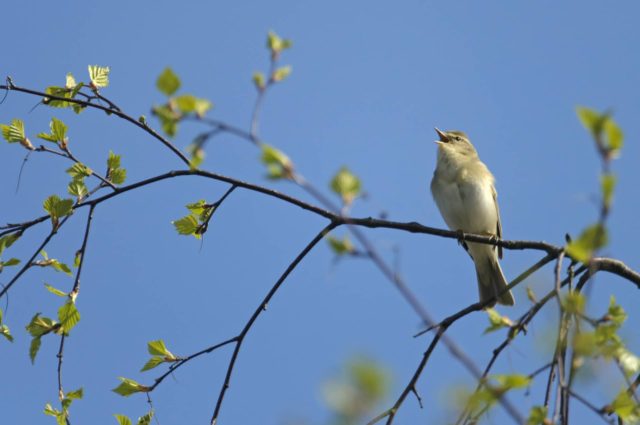 Birdsong willow warbler By Chris Gomersall 2020VISION