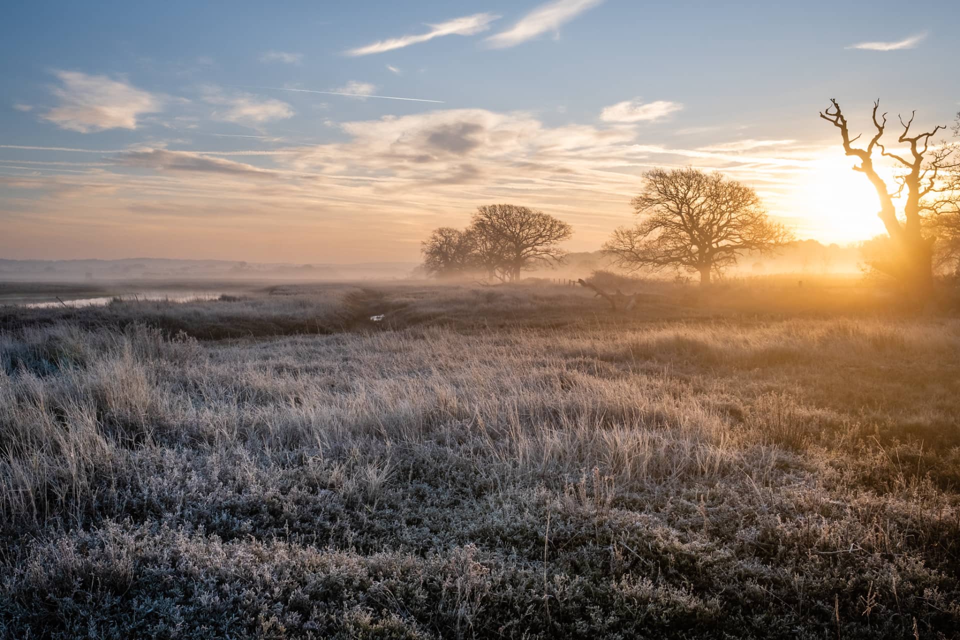 Frost and fog with the sunrise behind trees