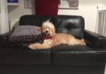 Henry the Cockapoo lying on a sofa