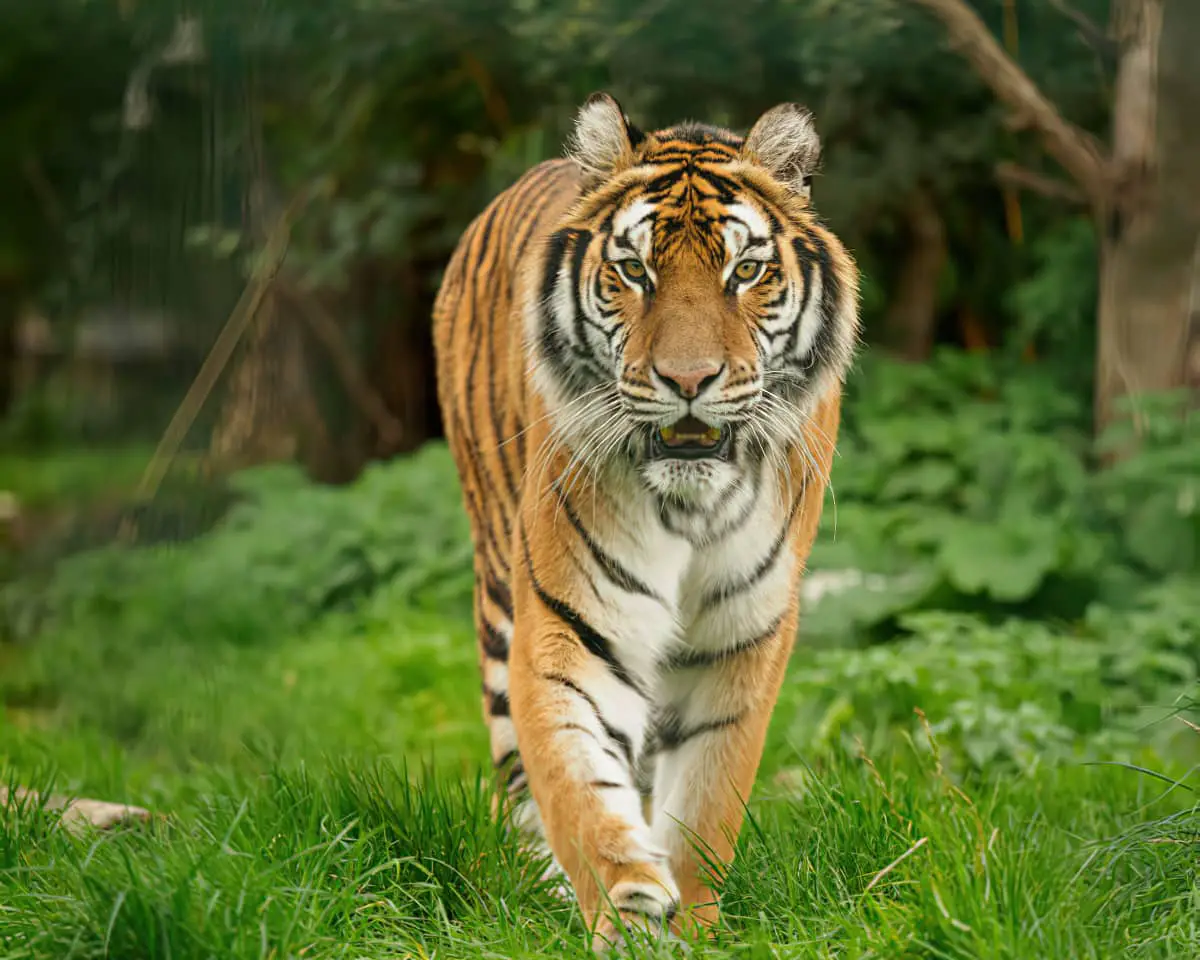 Wildheart Trust - tiger walking towards camera