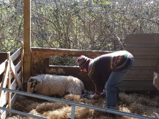 The Rev Ali Morley helps one of the ewes to give birth to a lamb.