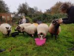 the Rev Ali Morley with some of the sheep in the field next to St Mary’s Church, Brading