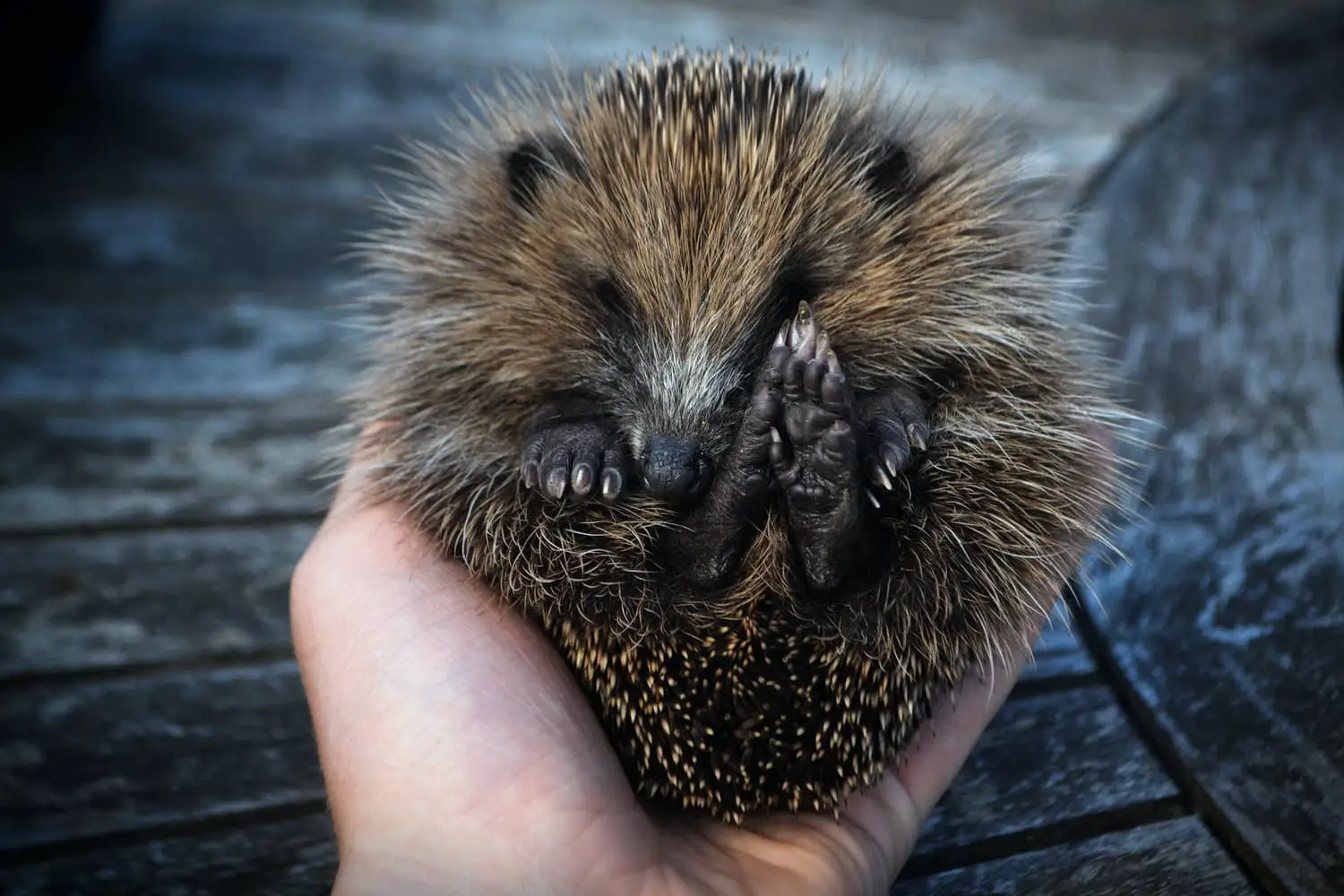 Hedgehog curled up in someone's hand