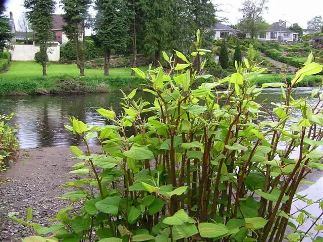 Japanese knotweed by the riverside