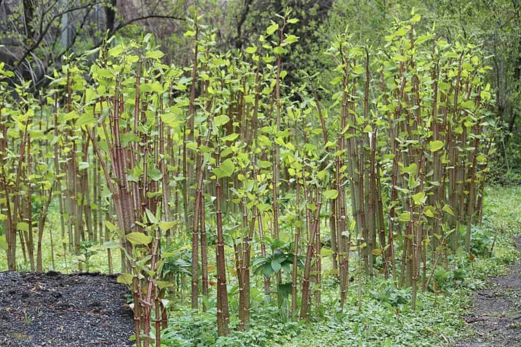 Japanese Knotweed Heatmap Reveals Sightings Across The Isle Of Wight
