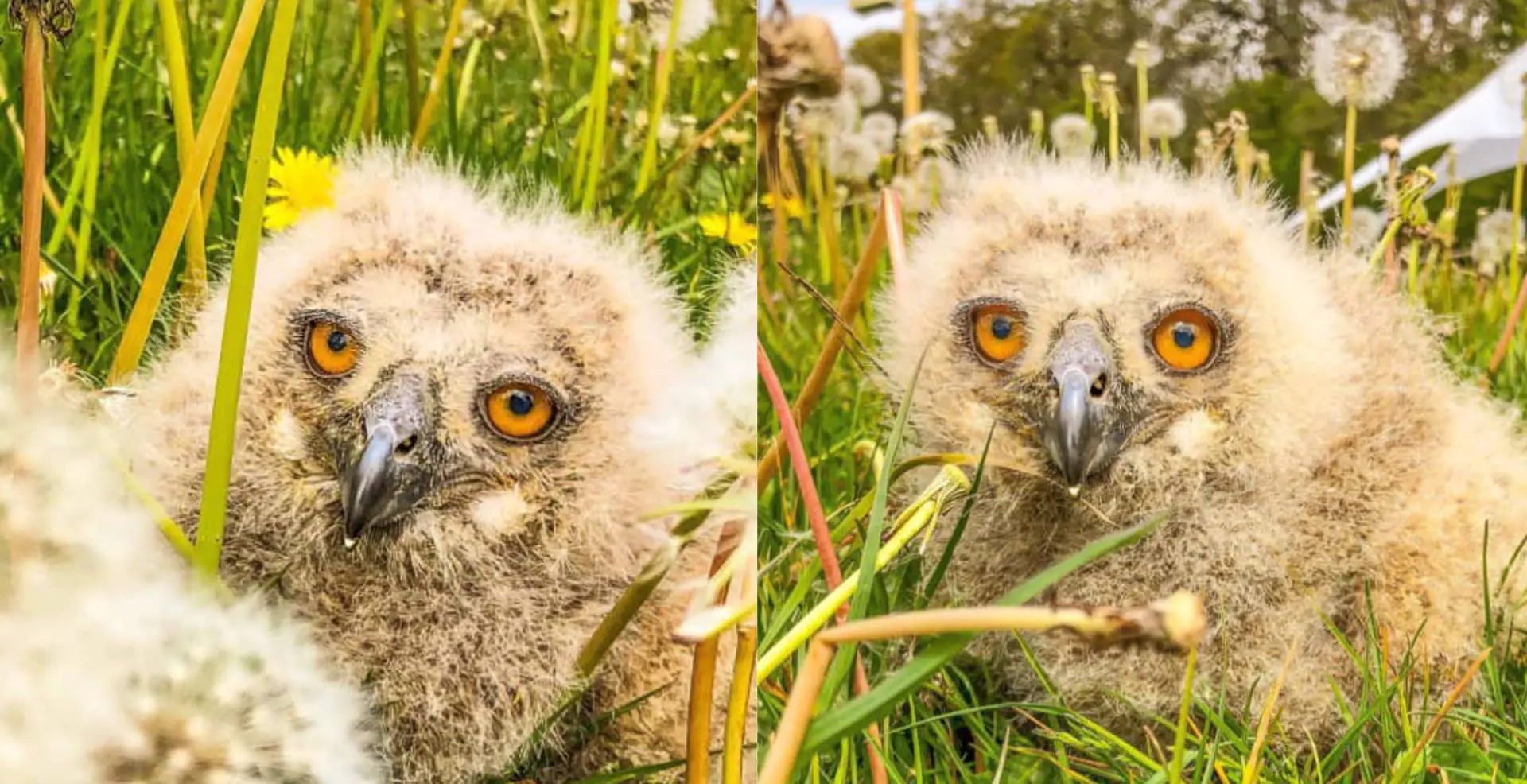 Owlets in the dandelions - Haven Falconry